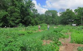 Gardening benefits for toddlers, preschoolers and older kids when you grow food in your backyard or somewhere nearby your home, you reduce food. Hoosiers Take On Home Gardening Limestone Post Magazine In Bloomington Indiana