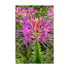 Image result for Cleome spinosa