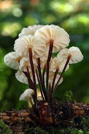 Want To Learn How To Grow Your Own Organic Mushrooms Sign Up Here For Daily Tips On Growing Organic Mushroo Stuffed Mushrooms Magical Mushrooms Mushroom Fungi