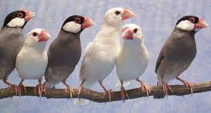 اسماء وانواع الطيور بالصور والمعلومات طبيعة