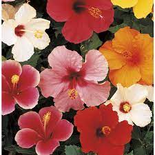 Mixed Tradewinds Hibiscus Flowering Shrub In Pot With Soil L0177 Lowes Com Flowering Shrubs Growing Hibiscus Hibiscus Rosa Sinensis