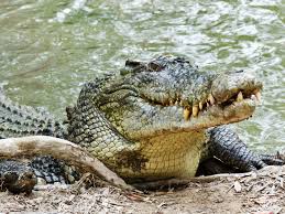 7 Crocodilian Species That Are Dangerous To Humans Britannica