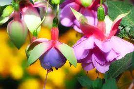 Le Malattie Della Pianta Di Fucsia Piante Coltivare Giardinaggio
