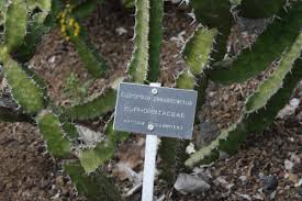 Image result for Croton polytrichus