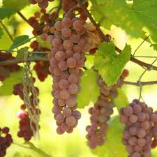 Maybe you would like to learn more about one of these? Grape Vines For Sale High Quality Grapevines Double A Vineyards