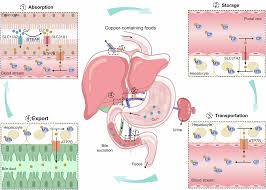 Image result for Pimpinella sp. A. of FZ 4: 594