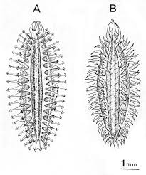 Image result for Agrocharis incognita