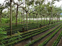 Get reviews, hours, directions, coupons and more for tropical premium coffee inc at 15011 badillo st, baldwin park, ca 91706. Guatemala Intercontinental Coffee Trading Inc