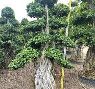 Outdoor Plants Ficus Air Root Big Ficus Microcarpa With ...