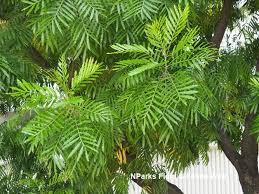 Image result for Filicium decipiens