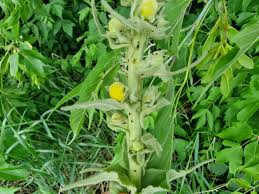 Image result for Verbascum scrophulariifolium