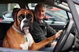The compassionate pet vet veterinarians work on an appointment only basis and are available 7 days/week. Pet Vet Express Petvetindyer Twitter