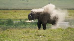 Region Spotlight Gorigor Swamp Is A Refuge For Elephants And Hippos As Well As A Profusion Of Water Birds The In 2020 Lions And Hyenas African Wildlife Serval Cats