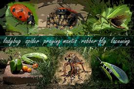 Do marigolds keep pests out of the garden. 7 Tips To Keep Pests And Pesticides Out Of Your Garden Vtx Virginia Tech