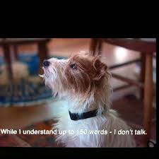 Beginners Movies Love Movie Dog Hotel