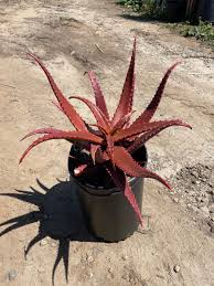 Image result for Aloe cameronii