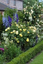 David Austin Roses Rose Garden Design Beautiful Gardens English Roses