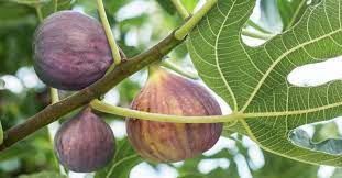 There were hundreds if not thousands of trees that adam and eve could have eaten from, so the command to not eat of the forbidden fruit wasn't. Why Did Jesus Curse The Fig Tree Bible Symbolism And Parable Meaning