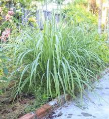 Lemongrass Companion Plants What To Plant With Lemongrass Lemongrass Plant Mosquito Repelling Plants Plants That Repel Flies