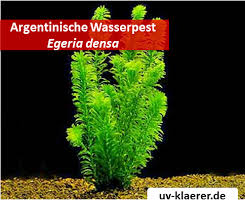 Argentinische Wasserpest Egeria Densa Algenmittel Algenbekaempfung Aquarium Ohne Chemie Algen Im Aquarium Aquarium Uv Klarer