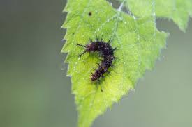 Image result for Tragia shirensis