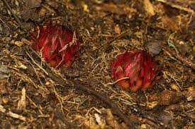 Image result for Thonningia sanguinea