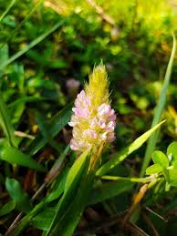 Image result for Uraria