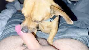 This Dog Sucks Cock Like Its The Last Time - Bestialitylovers - Watch Free  Porn Video