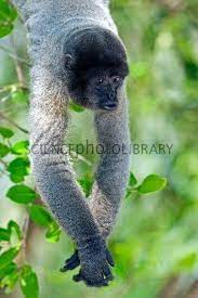 Grey Woolly Monkey Thought To Be Peaceful Like The Spider Monkeys Muscular New World Monkey South America La Woolly Monkey Spider Monkey New World Monkey