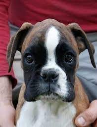 Pin By Ag Dogs On Tt Boxer Dogs Boxer Puppies Dogs