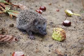Die igeljungen sollten vor dem winterschlaf auf eigenen füßen stehen. Bitte Keine Igel Einsammeln
