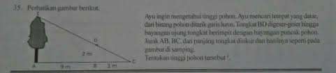 Anda memiliki bakat menjadi bila anda melihat singa terlebih dahulu di gambar tersebut, anda merupakan pribadi yang kokoh dan kerap mendorong diri sendiri serta orang lain. Tentukan Tinggi Pohon Tersebut Brainly Co Id