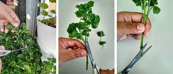 Cara mudah tanam bayam brazil dalam pasu supaya subur dan gemuk little kebun. Jom Tengok Sini Cara Tanam Bayam Brazil Dengan Mudah