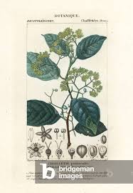 Image result for Dichapetalum