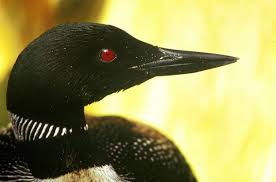 Black And White Birds In Georgia Loons Have Bright Red Eyes Which Is Cool As Well As Terrifying Common Loon Minnesota Birds Birds