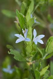 Image result for Megalochlamys revoluta