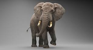 Elephant Rigged 3d Model Elephant 3d Model Animals