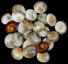 Cat Eye Shells Muscheln Schnecken Steine