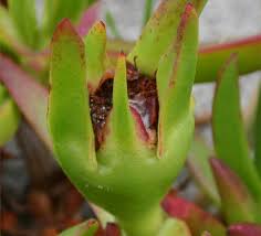 Image result for Carpobrotus