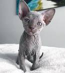 Sphinx Cats Funny Hairless Cats [Funny Pets]