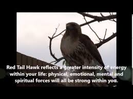 Hawk Meanings Hear The Raven S Call Hawk Meaning Hawk Spirit Animal Hawk