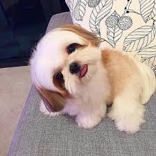 Overall they are such great dogs and mine is the love of. Shih Tzu For Sale Shih Tzu Price In Pune Premium Pet House