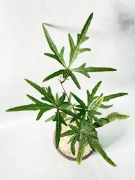 Image result for Adenia stenodactyla