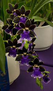 We did not find results for: Bello Orquideas Unusual Flowers Orchid Flower Beautiful Orchids