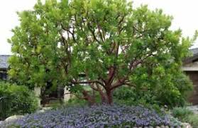 Visit the hirt's gardens store. Arbutus Marina Strawberry Tree 1 Plants 2 To 3 Feet Fall Ship In 3 Ebay