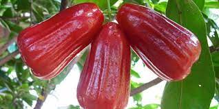 Masyarakat kerap menyebutnya dengan buah coklat. 10 Jenis Jambu Air Termanis Dan Keunggulannya Masing Masing Merdeka Com