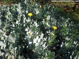 Image result for Hertia