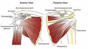 Webmd's shoulder anatomy page provides an image of the parts of the shoulder and describes its function, shoulder problems, and more. Anatomy Of The Rtc Tendons Right Shoulder Download Scientific Diagram