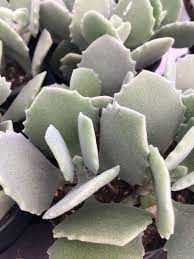Succulent Plant Kalanchoe Millotii Native To Madagascar By Sophiesgardenshop On Etsy Https Www Etsy Com L Planting Succulents Succulents Succulents Garden