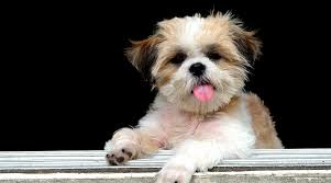 Check spelling or type a new query. Shih Tzu Mixes 40 Unique Shih Tzu Crossbreeds With Pictures